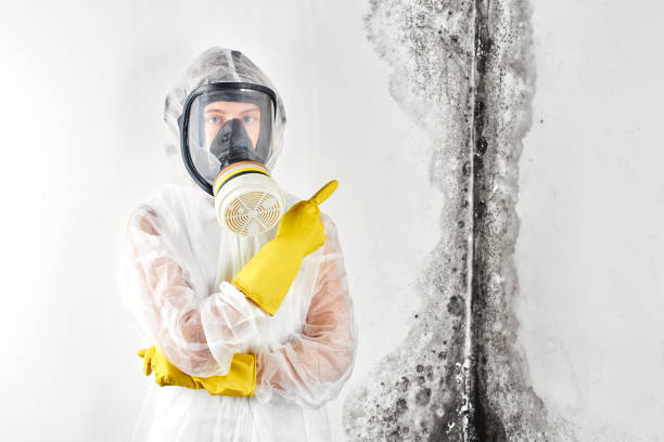 Why You Should Choose Our Mold Remediation Services in Langley Park, MD